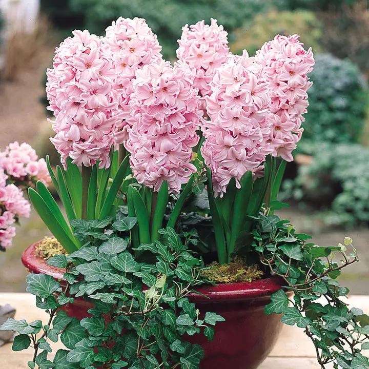 Baby Pink Hyacinth Flower Seeds for Planting - NON GMO Seeds Dhara Seeds