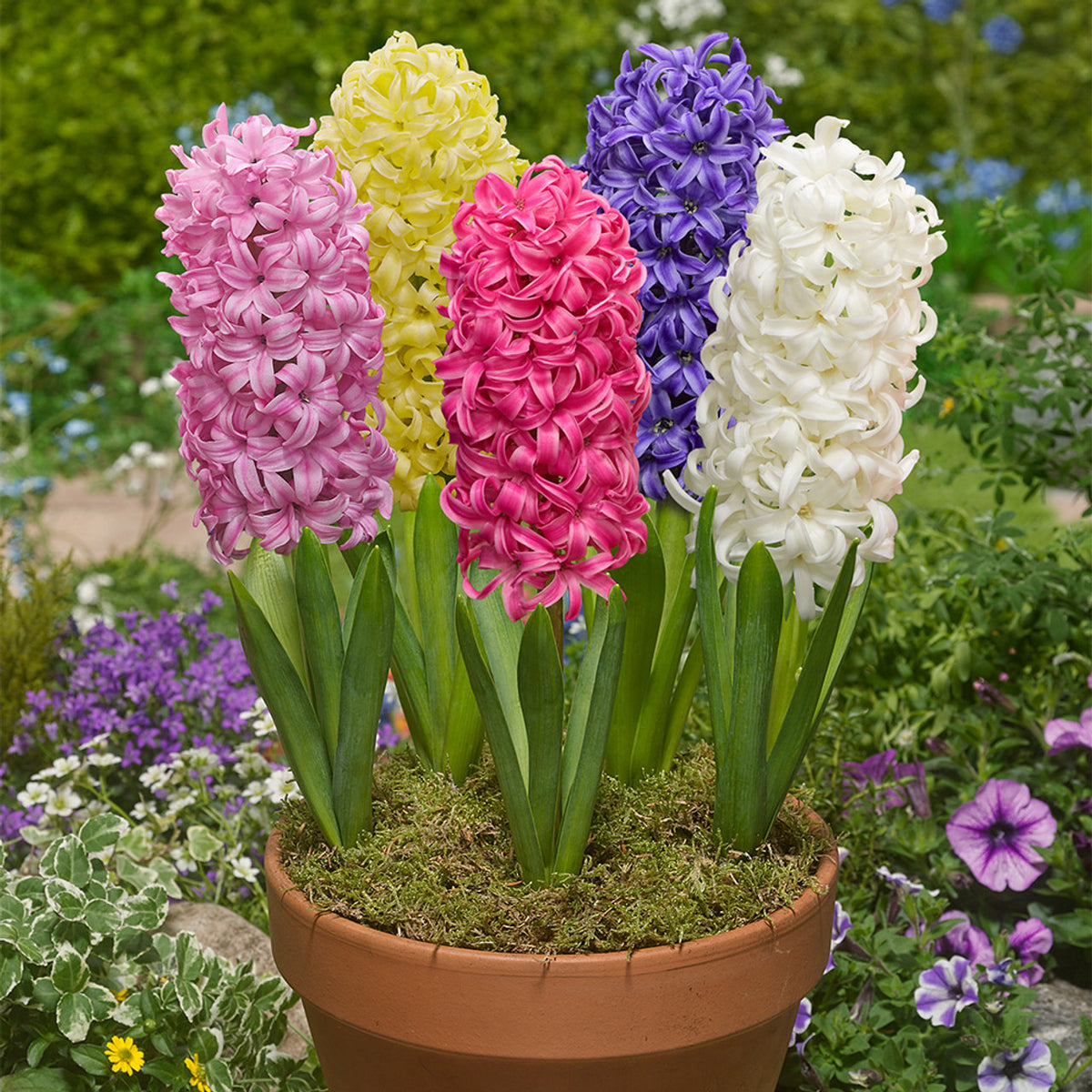 Hyacinth Flower Seeds for Planting