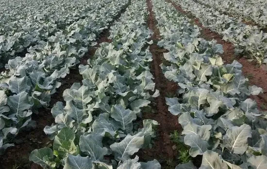 Hybrid Broccoli Heat Resistance Broccoli For Sowing heirloom non-gmo organic garden seeds