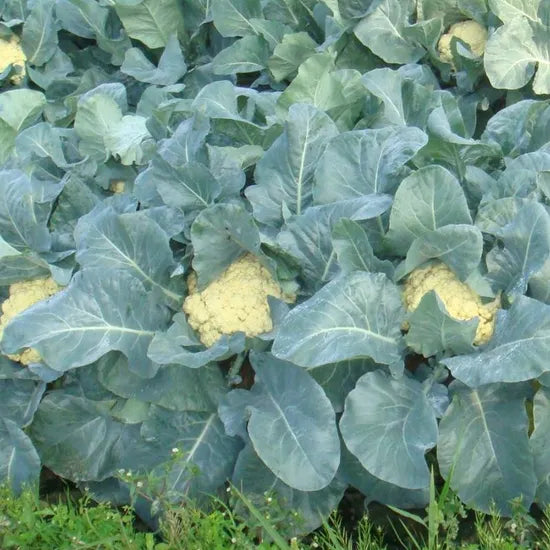 Hybrid Cauliflower Very Early Maturity Cauliflower For Sowing heirloom non-gmo organic garden seeds