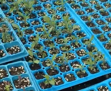 Hybrid Determinate , Medium Vigorous Growth Tomato For Sowing heirloom non-gmo organic garden seeds