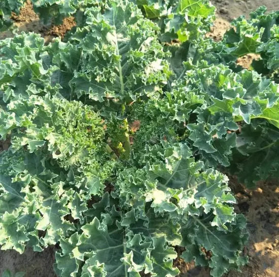 Hybrid Disease Resistance Kale For Sowing – Heirloom, Non-GMO, High Germination Organic Garden Seeds