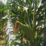 Hybrid Disease Resistance Sweet Corn For Sowing heirloom non-gmo organic garden seeds