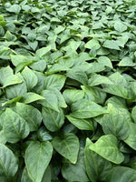 Hybrid Disease Resistance Sweet Pepper For Sowing heirloom non-gmo organic garden seeds