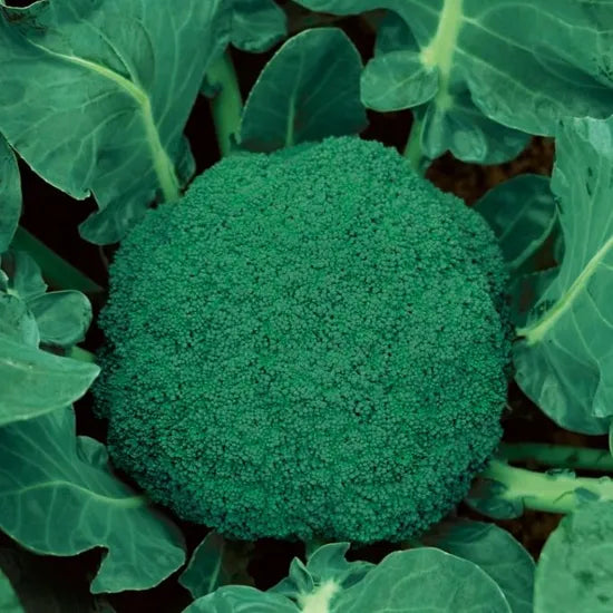Hybrid Early Maturity Disease Resistance Fresh Food, Juice And Salad Broccoli – Heirloom, Non-GMO, High Germination Organic Garden Seeds
