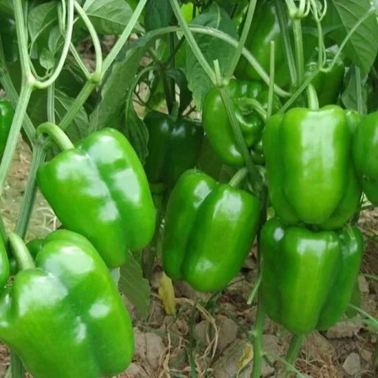 Hybrid Early Maturity Pepper High Quality Variety Pepper For Planting heirloom non-gmo organic garden seeds