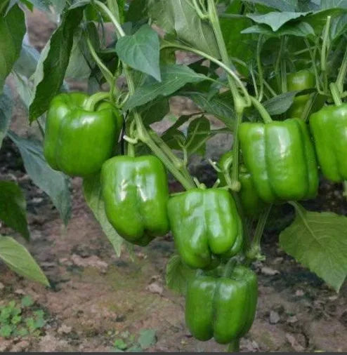 Hybrid Early Maturity Pepper High Quality Variety Pepper For Planting – Heirloom, Non-GMO, High Germination Organic Garden Seeds