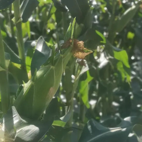 Hybrid Early Maturity Sweet Corn For Sowing heirloom non-gmo organic garden seeds