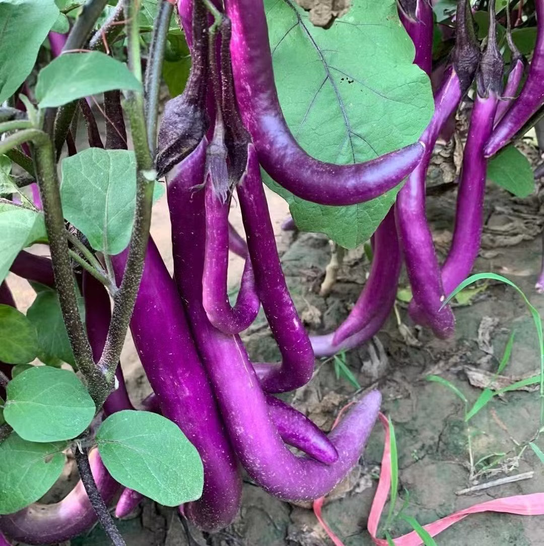 Swallow Hybrid Eggplant Seeds | Long Slender Japanese Eggplants – Heirloom, Non-GMO, High Germination Organic Garden Seeds