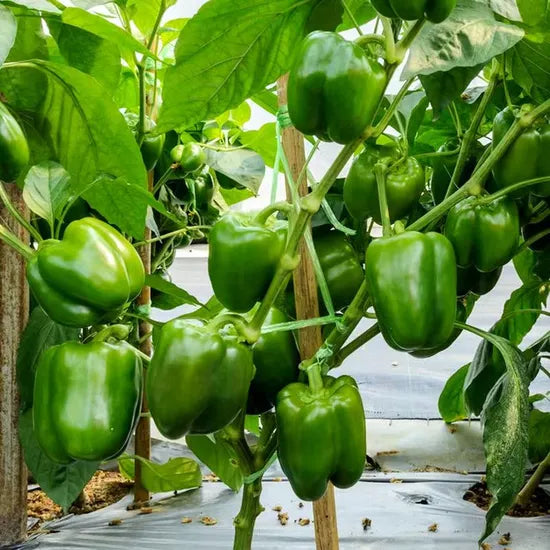 Hybrid Good Taste, Early Maturity Pepper , Disease Resistance Sweet Pepper heirloom non-gmo organic garden seeds