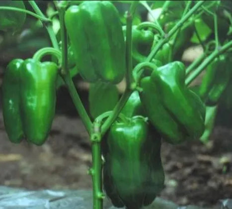 Hybrid Good Taste, Early Maturity Pepper , Disease Resistance Sweet Pepper – Heirloom, Non-GMO, High Germination Organic Garden Seeds