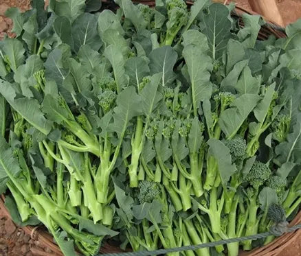 Hybrid Good Uprightness Broccolini For Sowing – Heirloom, Non-GMO, High Germination Organic Garden Seeds