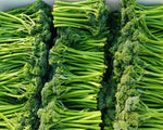 Hybrid Good Uprightness Good Disease Resistance Broccolini heirloom non-gmo organic garden seeds