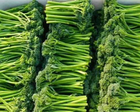 Hybrid Good Uprightness Good Disease Resistance Broccolini heirloom non-gmo organic garden seeds