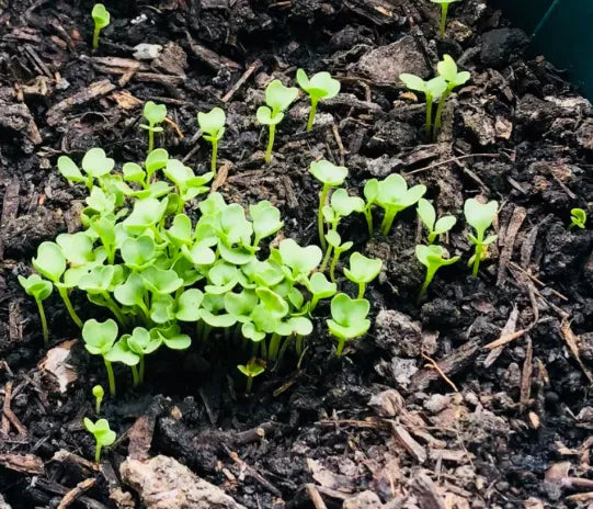 Hybrid Heat And Cold Resistance Cabbage For Sowing heirloom non-gmo organic garden seeds