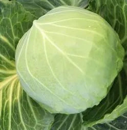 Hybrid Heat And Cold Resistance Cabbage For Sowing – Heirloom, Non-GMO, High Germination Organic Garden Seeds