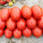 Hybrid High Quality Oblong Shape Tomato For Sowing heirloom non-gmo organic garden seeds