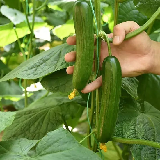 Hybrid High Yield Cylindrical Shape Cucumber For Sowing heirloom non-gmo organic garden seeds