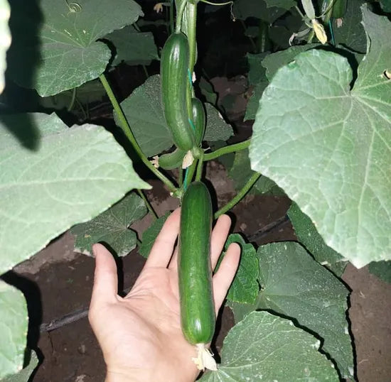 Hybrid High Yield Cylindrical Shape Cucumber For Sowing – Heirloom, Non-GMO, High Germination Organic Garden Seeds
