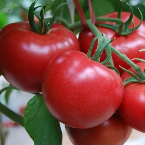 Hybrid Indeterminate Tomato Vegetable heirloom non-gmo organic garden seeds