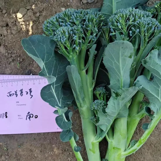 Hybrid Mid Early Maturity Broccolini For Sowing – Heirloom, Non-GMO, High Germination Organic Garden Seeds