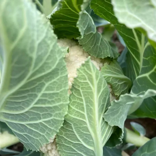 Hybrid Mid Early Maturity Cauliflower Vigorous Growth Cauliflower heirloom non-gmo organic garden seeds