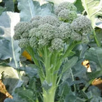 Hybrid Mid Late Maturity Broccolini For Sowing heirloom non-gmo organic garden seeds