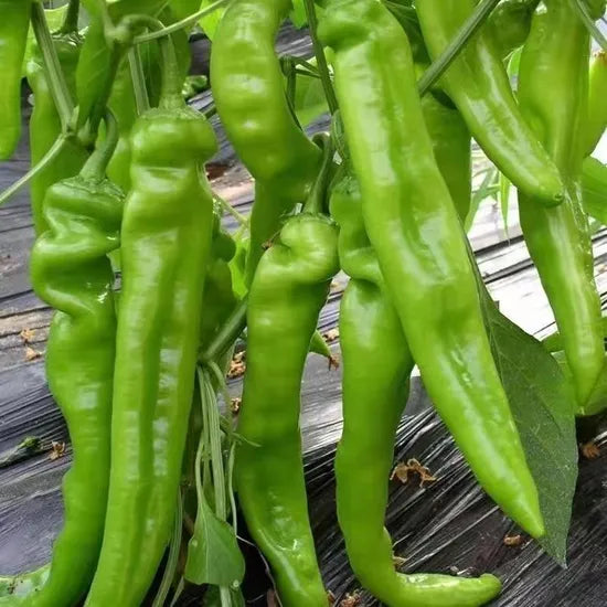 Hybrid Mid Maturity Sheep Horn Pepper High Quality Variety Pepper heirloom non-gmo organic garden seeds