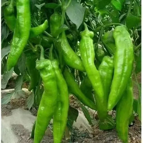Hybrid Mid Maturity Sheep Horn Pepper High Quality Variety Pepper – Heirloom, Non-GMO, High Germination Organic Garden Seeds
