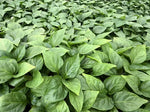 Hybrid Mid Maturity Sweet Pepper For Sowing heirloom non-gmo organic garden seeds