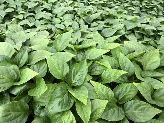 Hybrid Mid Maturity Sweet Pepper For Sowing heirloom non-gmo organic garden seeds