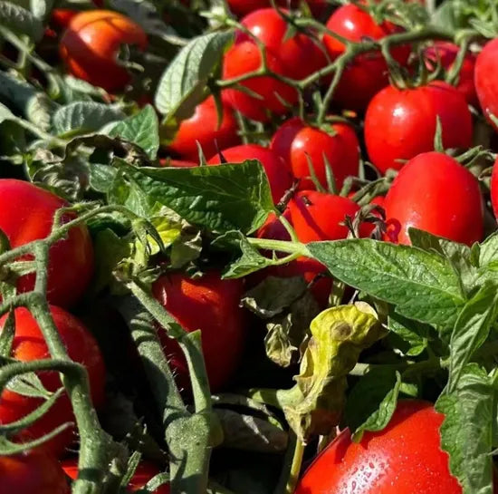 Hybrid Oblong Shape High Yield Semi Determinate Tomato heirloom non-gmo organic garden seeds