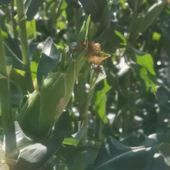 Hybrid Organic Days Sweet Corn For Sowing heirloom non-gmo organic garden seeds