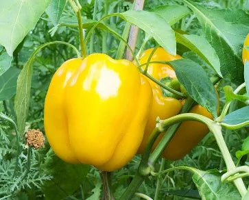 Hybrid Pepper Disease Resistant Pepper For Sowing heirloom non-gmo organic garden seeds