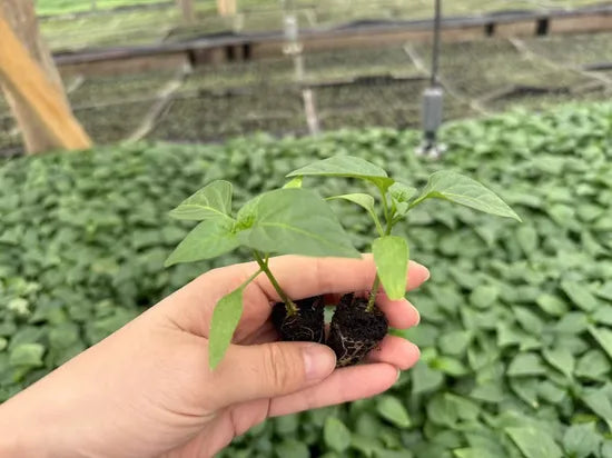 Hybrid Pepper Mid Early Maturity Sweet Pepper For Sowing heirloom non-gmo organic garden seeds