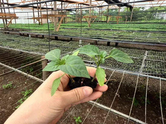 Hybrid Pepper High Quality Sweet Pepper For Sowing heirloom non-gmo organic garden seeds