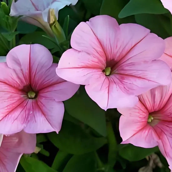 Hybrid Petunia Thrive In Warm Climates, Tolerate Frost And Are Easy To Survive heirloom non-gmo organic garden seeds