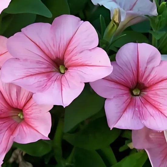 Hybrid Petunia Thrive In Warm Climates, Tolerate Frost And Are Easy To Survive – Heirloom, Non-GMO, High Germination Organic Garden Seeds