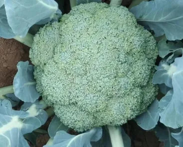 Hybrid Good Disease Resistance Broccoli For Sowing – Heirloom, Non-GMO, High Germination Organic Garden Seeds