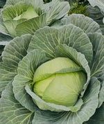 Hybrid Mid Early Maturity, Good Field Holding, Disease Resistant Cabbage heirloom non-gmo organic garden seeds
