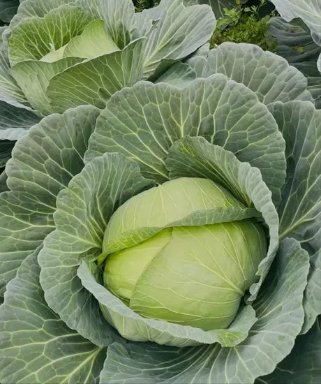 Hybrid Mid Early Maturity, Good Field Holding, Disease Resistant Cabbage heirloom non-gmo organic garden seeds