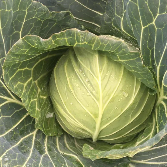 Hybrid Mid Early Maturity, Good Field Holding, Disease Resistant Cabbage – Heirloom, Non-GMO, High Germination Organic Garden Seeds