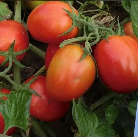 Hybrid , Semi Determinate High Quality Tomato For Sowing heirloom non-gmo organic garden seeds