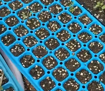 Hybrid Semi Determinate Tomato For Sowing heirloom non-gmo organic garden seeds