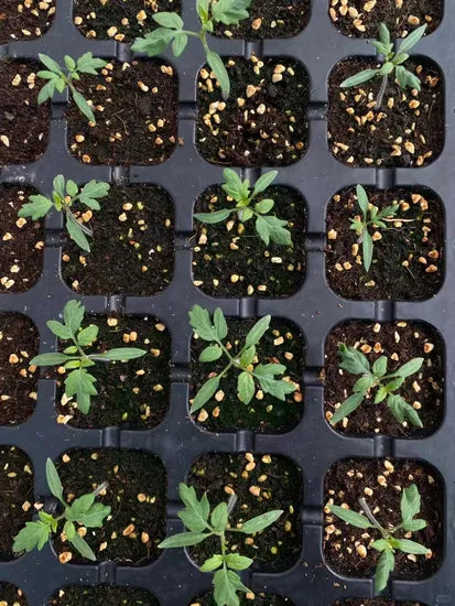 Hybrid Vigorous Growth Tomato Disease Resistant Tomato heirloom non-gmo organic garden seeds