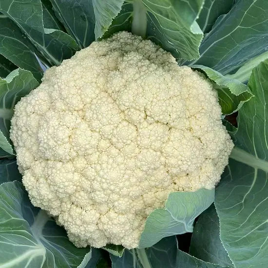 Hybrid Strong Vigorous Mid Early Maturity Cauliflower For Sowing heirloom non-gmo organic garden seeds