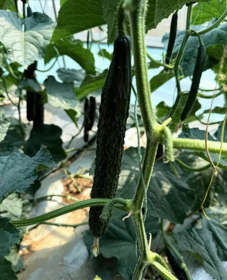 Hybrid Vigorous Growth Spined Type Cucumber For Sowing – Heirloom, Non-GMO, High Germination Organic Garden Seeds