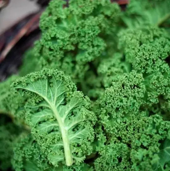Hybrid Vigorous Growth Tolerant Short Frost Kale For Sowing heirloom non-gmo organic garden seeds