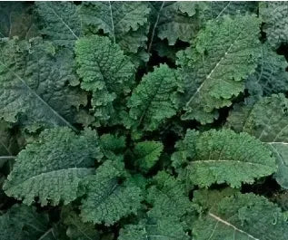 Hybrid Vigorous Growth Tolerant Short Frost Kale For Sowing – Heirloom, Non-GMO, High Germination Organic Garden Seeds