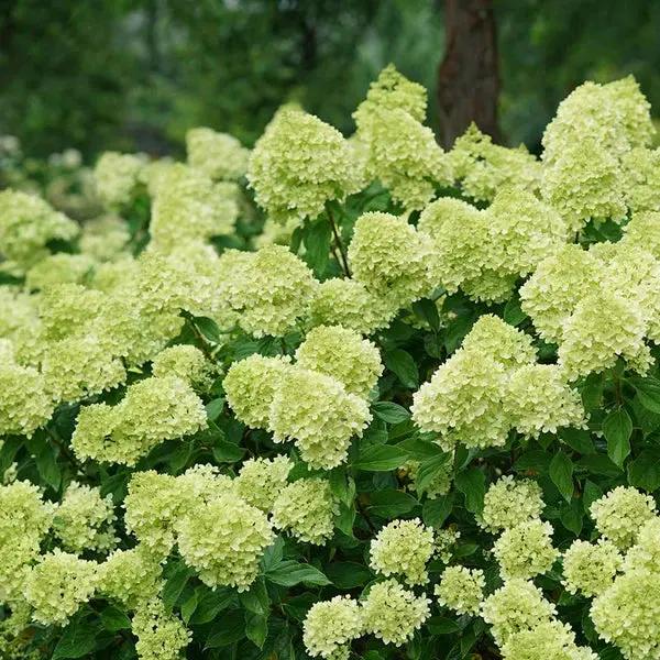 Little Lime Hydrangea Flower Seeds for Planting, NON GMO Seeds Dhara Seeds